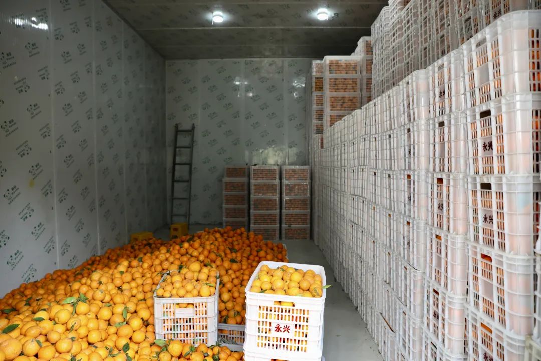 柑橘冷庫1.jpeg
